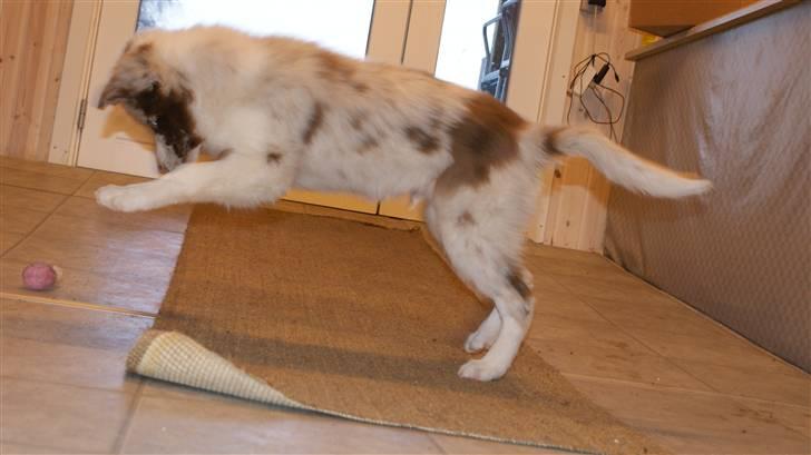 Border collie Talent billede 5