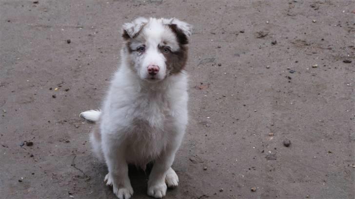 Border collie Talent billede 6