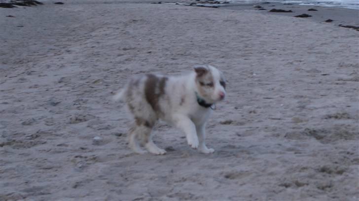 Border collie Talent billede 7