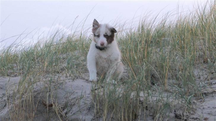 Border collie Talent billede 8