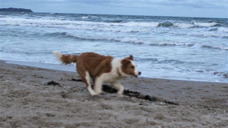 Border collie Aicha billede 7