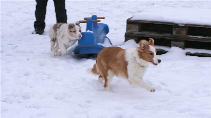 Border collie Aicha billede 8