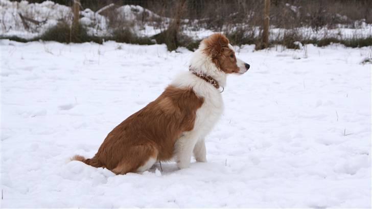 Border collie Aicha billede 9