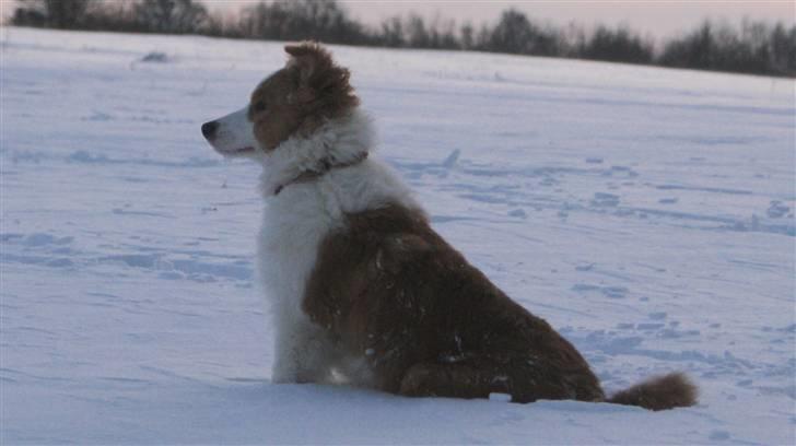 Border collie Aicha billede 11
