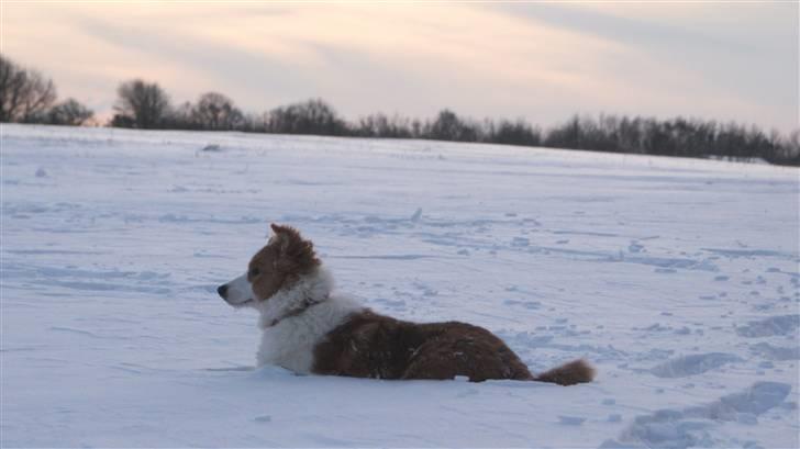 Border collie Aicha billede 12