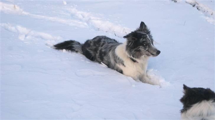 Border collie All Star Choice billede 18