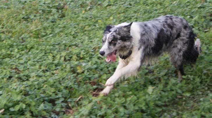 Border collie All Star Choice billede 19