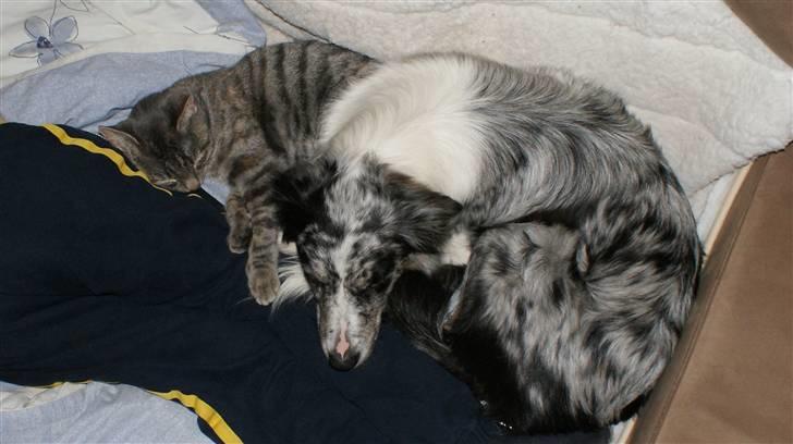 Border collie All Star Choice billede 20