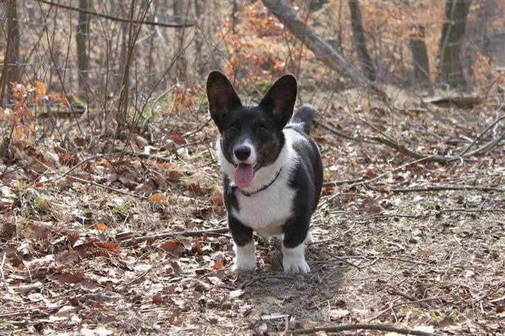 Welsh corgi cardigan Bruunshåbs Jack billede 1