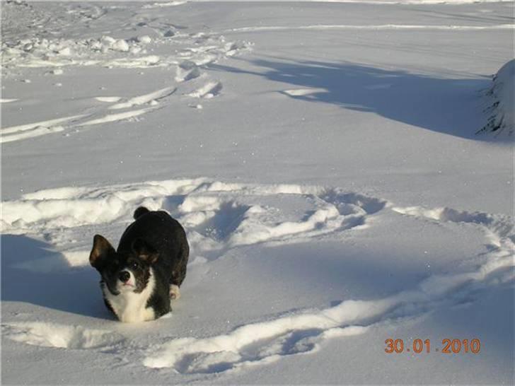 Welsh corgi cardigan Bruunshåbs Jack billede 2