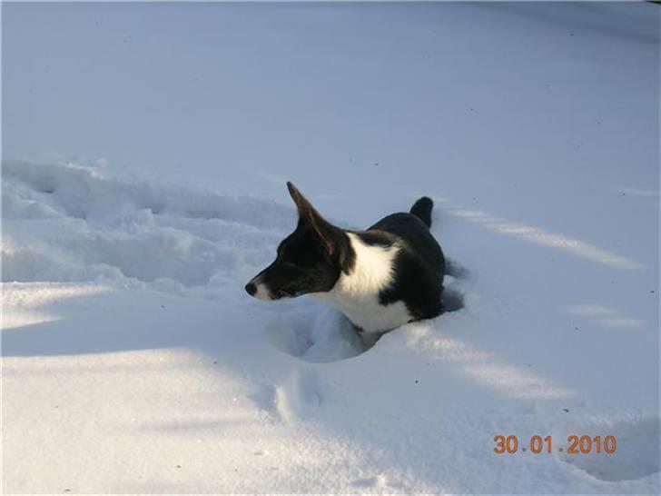 Welsh corgi cardigan Bruunshåbs Jack billede 3