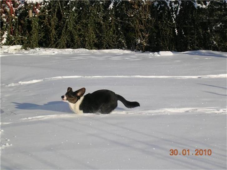 Welsh corgi cardigan Bruunshåbs Jack billede 4