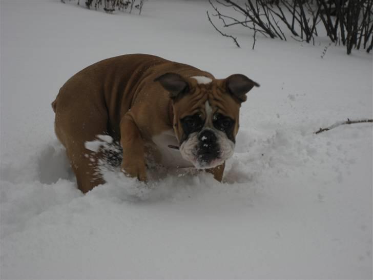 Olde english bulldogge Spangers Cinderella billede 13