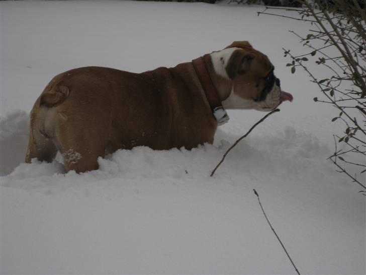 Olde english bulldogge Spangers Cinderella billede 14