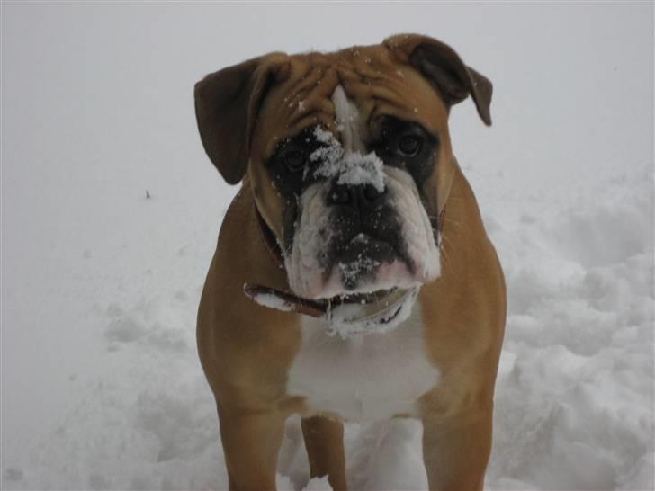 Olde english bulldogge Spangers Cinderella billede 15