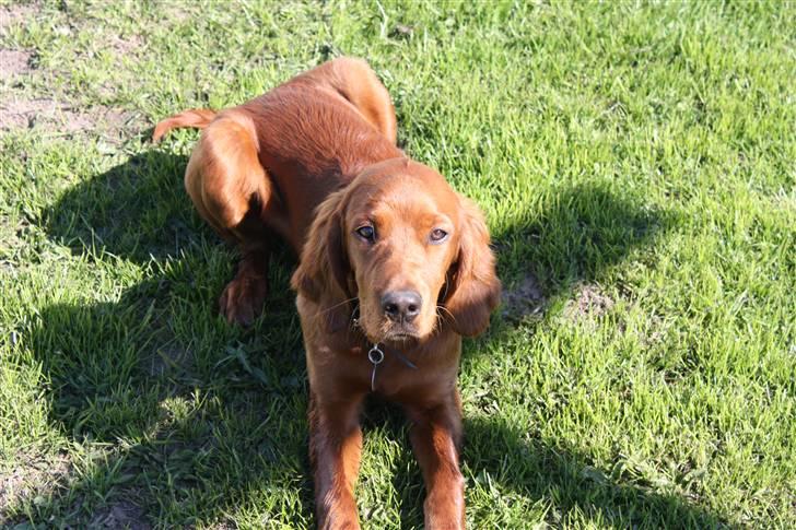 Irsk setter Mårups Macho - Velkommen til min Profil :D billede 1