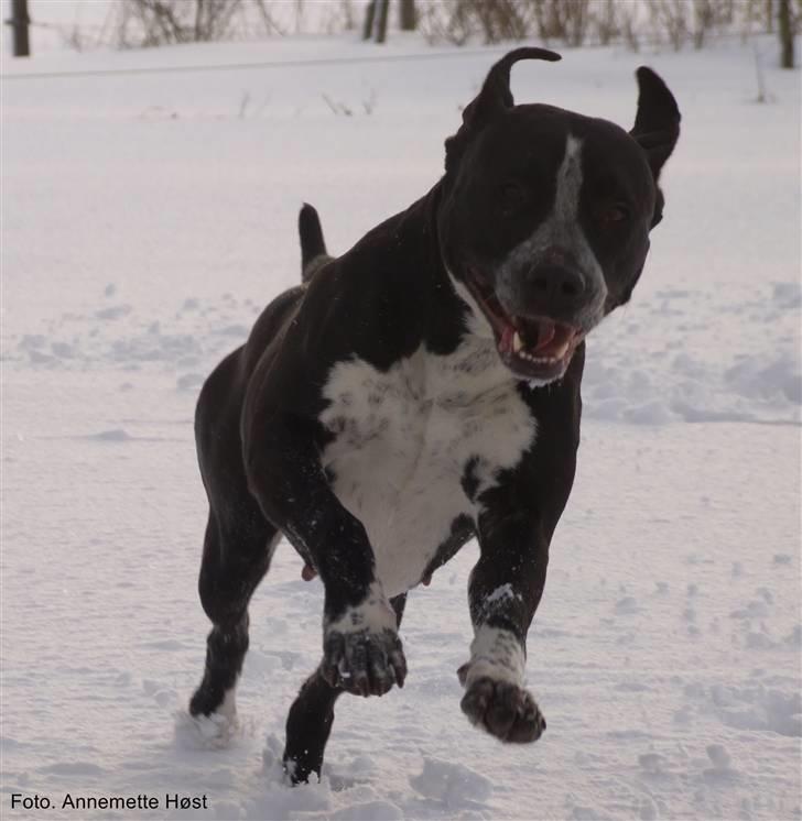 Blanding af racer Tascha billede 15