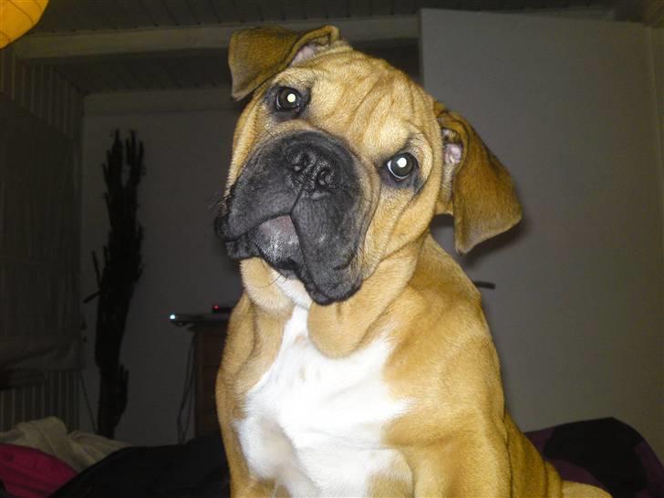 Blanding af racer Siff - Siff - knap 4 måneder billede 1