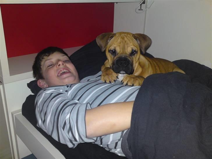 Blanding af racer Siff - Det er fantastisk at putte i Noahs seng - knap 4 måneder billede 2