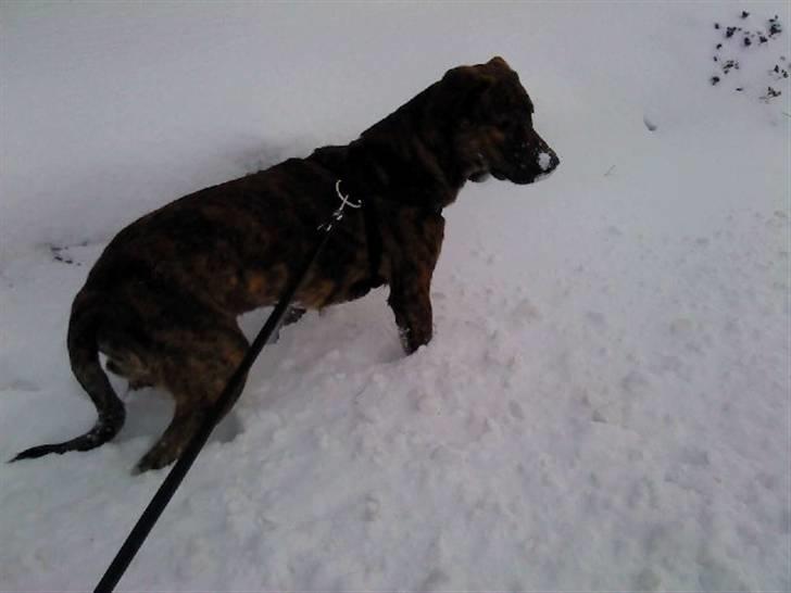 Blanding af racer Bailey. R.I.P. <3 - Bailey - 9 mdr. -Vinteren 2010. -Han syns vist sneen er en smule kold :P billede 17