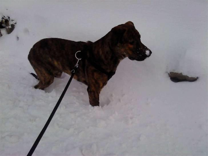 Blanding af racer Bailey. R.I.P. <3 - Bailey - 9 mdr. -Vinteren 2010. -Han syns vist sneen er en smule kold :P billede 18