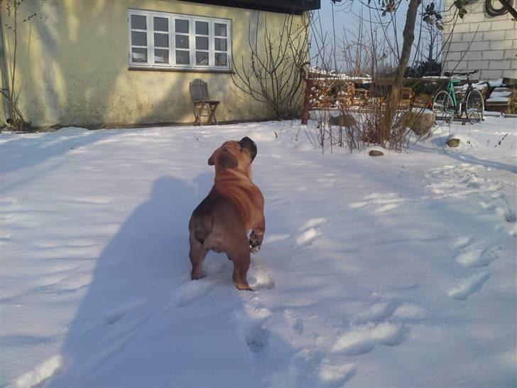 Blanding af racer Siff - Leg i sneen - knap 4 måneder billede 3