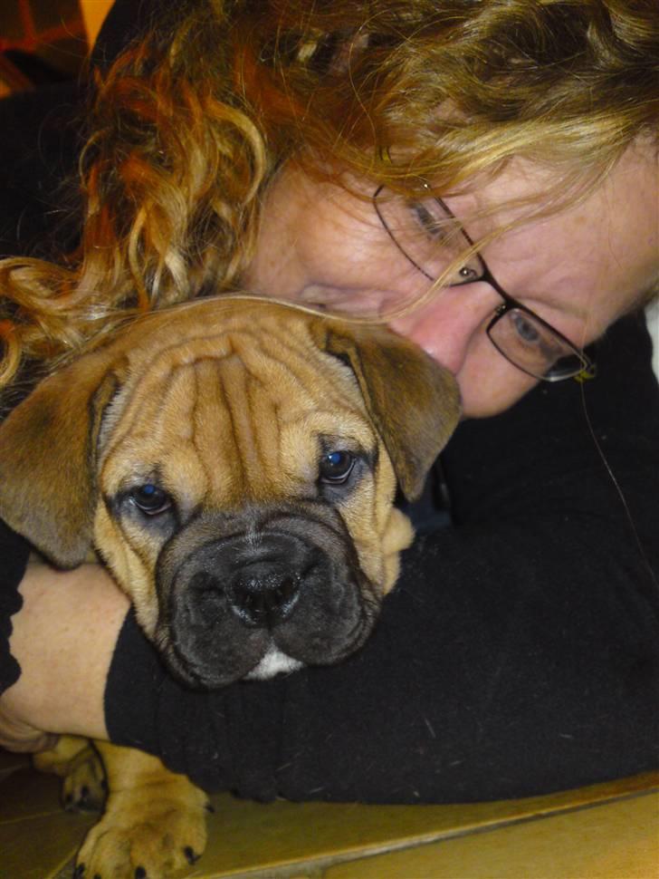 Blanding af racer Siff - Siff 8 uger billede 4