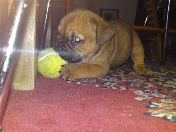 Blanding af racer Siff - Siff - 6 uger gammel billede 5