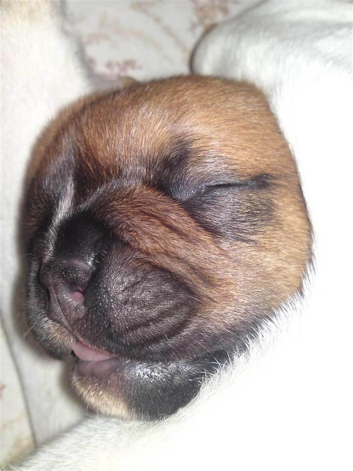 Blanding af racer Siff - Siff 2 uger gammel - ligger i ske med mor billede 6