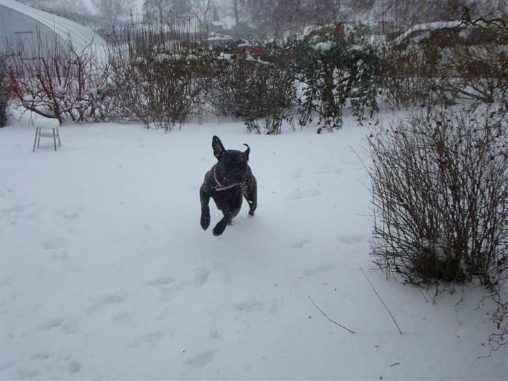 Blanding af racer Nala billede 19