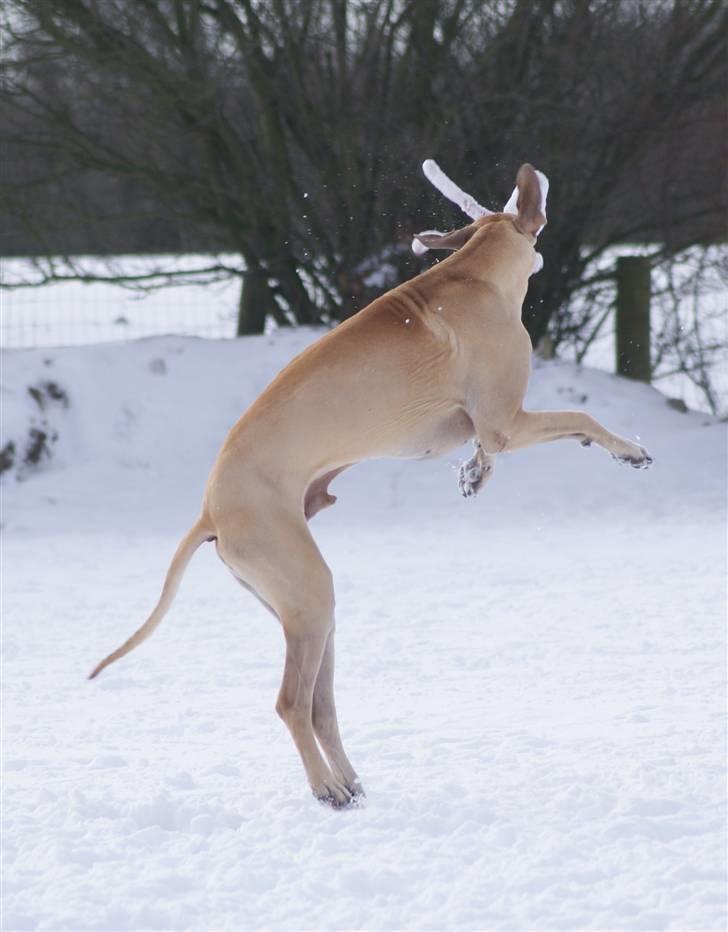 Grand danois Maxidan´s Make my day billede 16