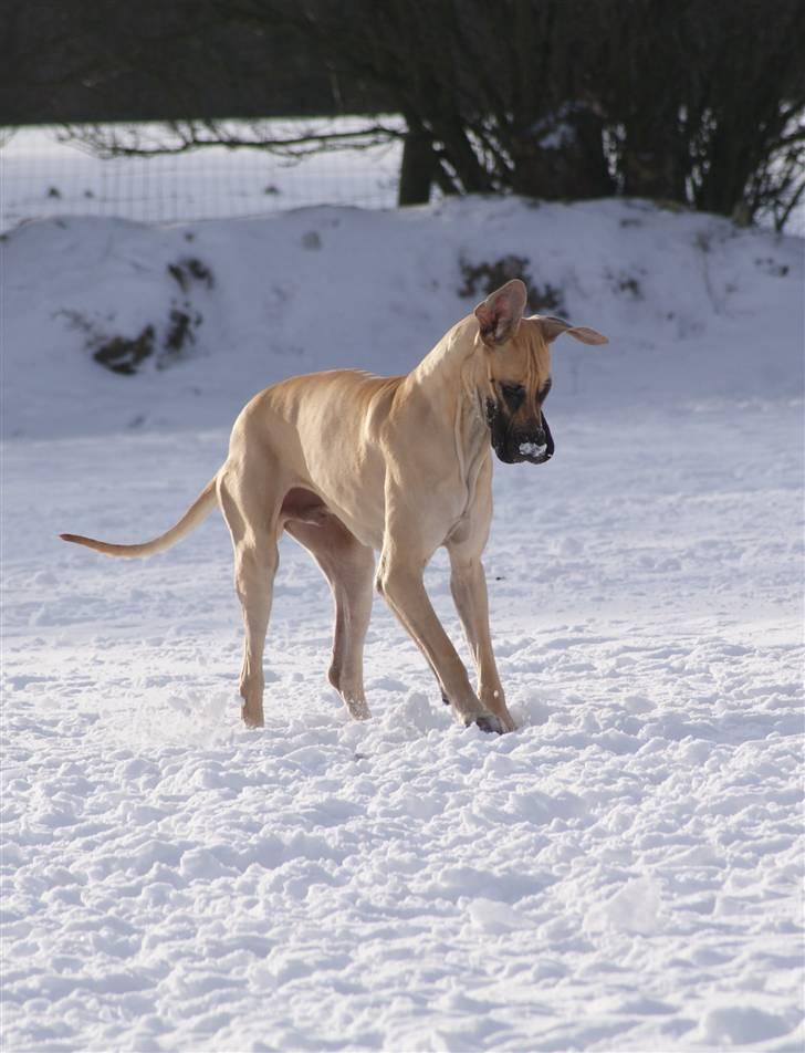 Grand danois Maxidan´s Make my day billede 17