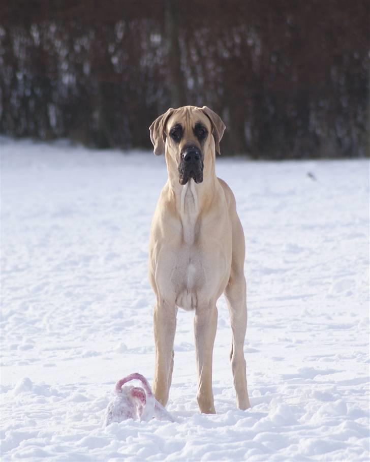 Grand danois Maxidan´s Make my day billede 18