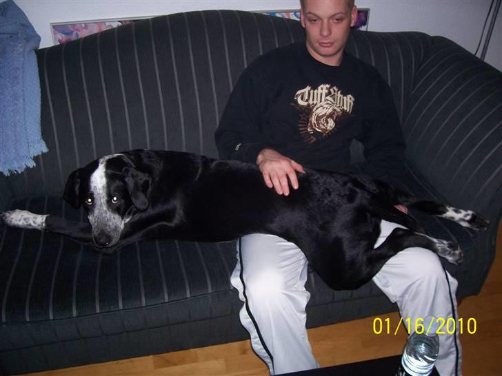 Blanding af racer Bernard - man fylder efterhånden godt i landskabet :) billede 7