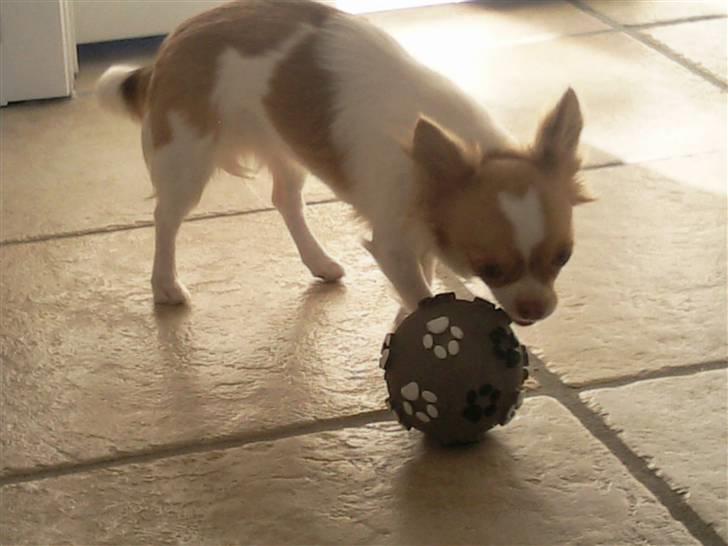 Chihuahua Frantzen`s Mercedes - Mercedes billede 14