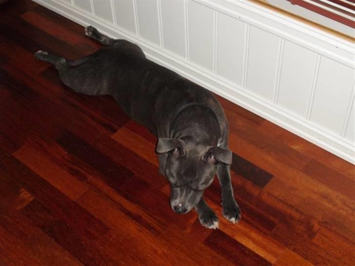 Staffordshire bull terrier Miss Silver Tinkle billede 2