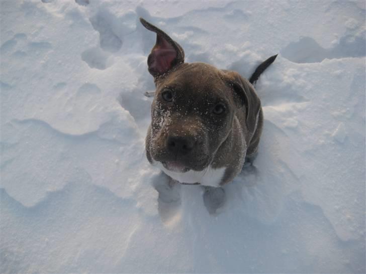 Amerikansk staffordshire terrier Shiva billede 9