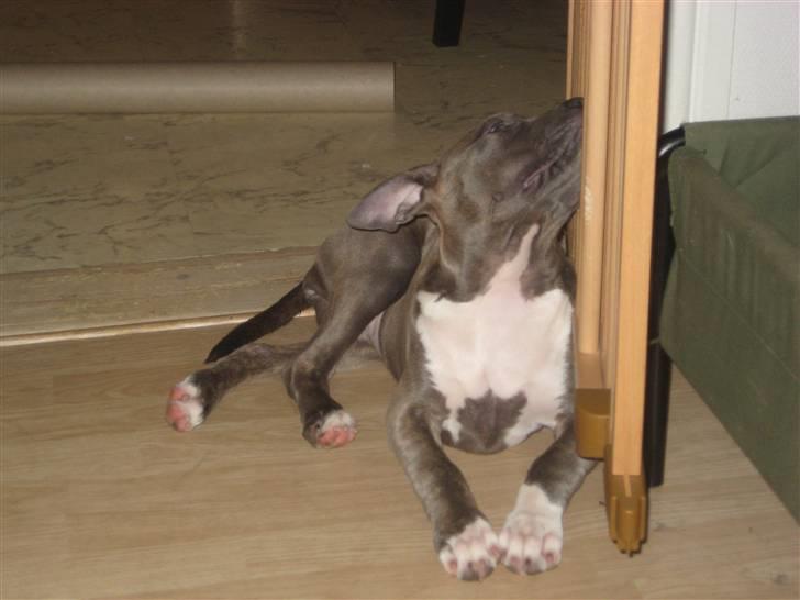 Amerikansk staffordshire terrier Shiva billede 10