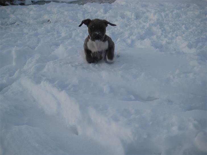 Amerikansk staffordshire terrier Shiva billede 11