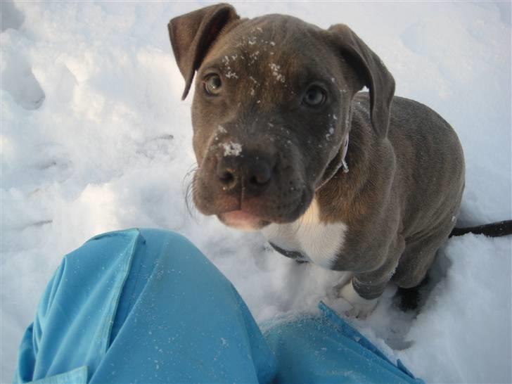 Amerikansk staffordshire terrier Shiva billede 12