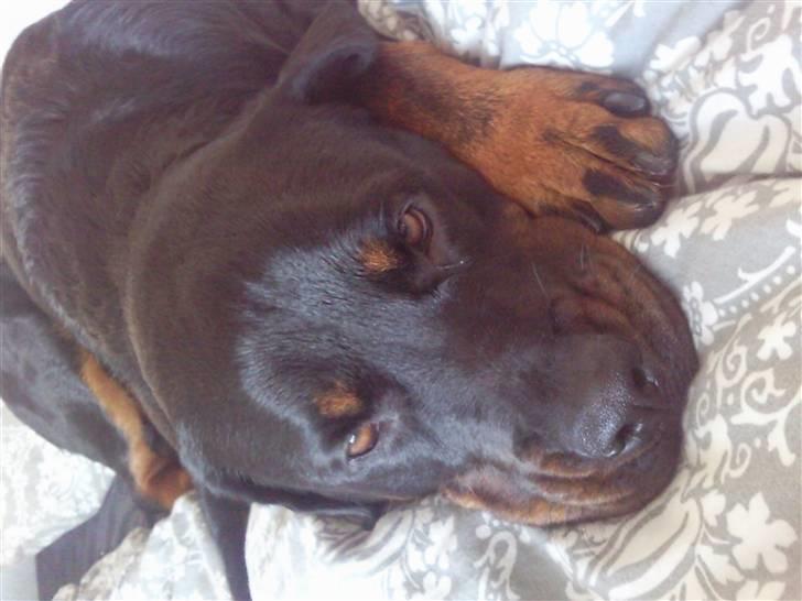 Rottweiler Chica billede 16