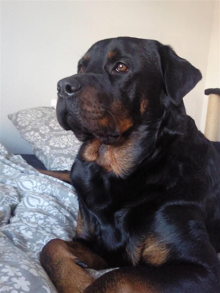 Rottweiler Chica billede 17
