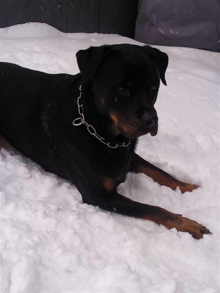 Rottweiler Chica billede 18