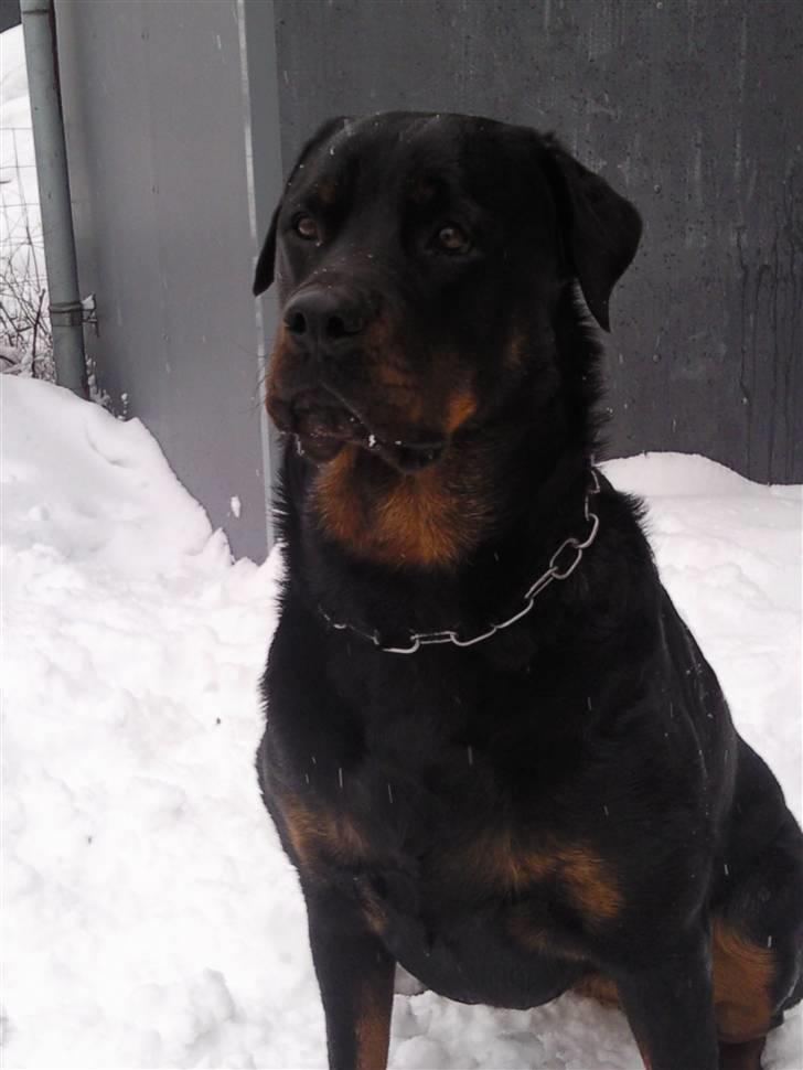 Rottweiler Chica billede 19