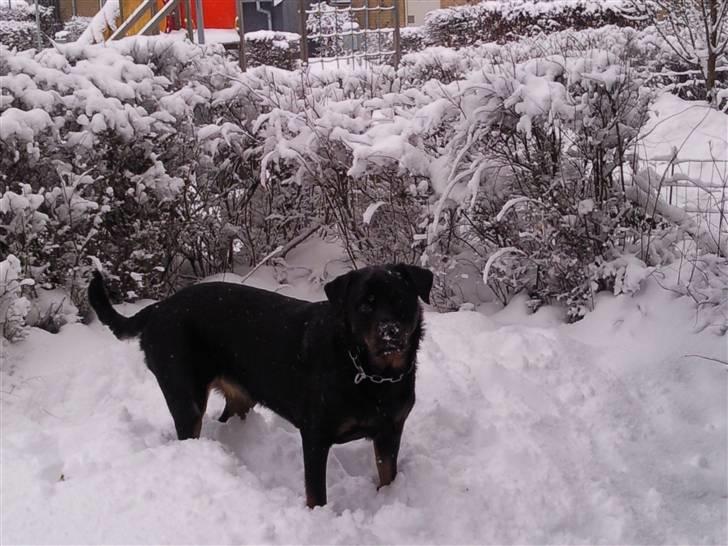 Rottweiler Chica billede 20