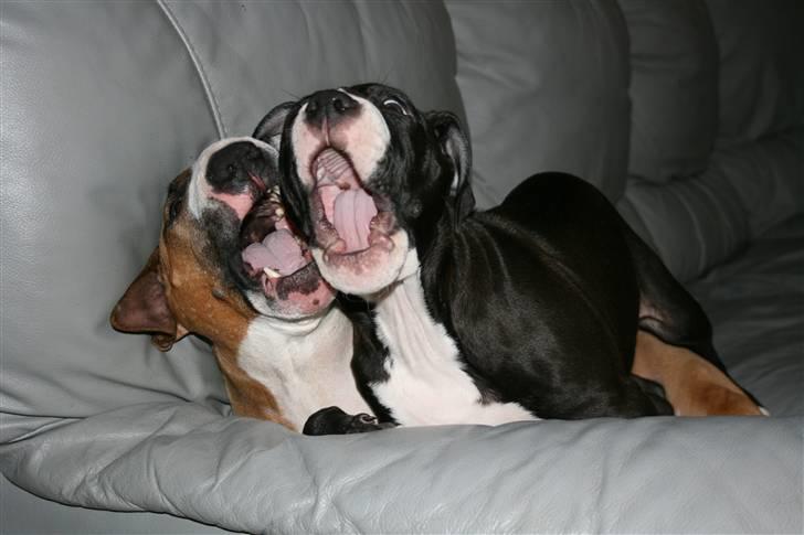 Amerikansk staffordshire terrier Homer - Træning til x-faktor :P billede 12