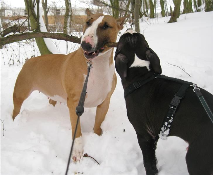 Amerikansk staffordshire terrier Homer - Det er godt at kunne Dele :) billede 13