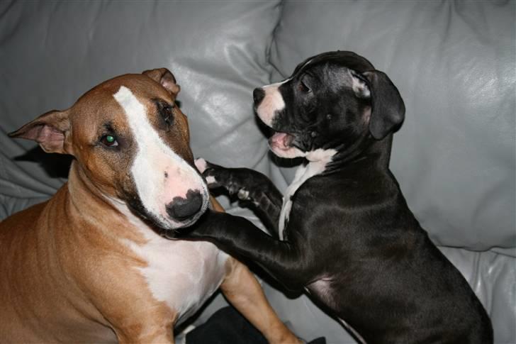 Amerikansk staffordshire terrier Homer - Hvornår går den hjem :P ? billede 14