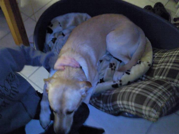 Blanding af racer Rocky billede 16