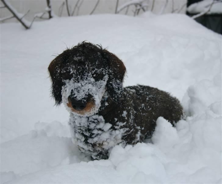 Gravhund Kong Albert  billede 9